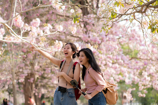 Two asain woman with bagpack looking away enjoy and relaxing with beauty of pink blossom flower full of area, one pointing and they laughing together, travel with friend.