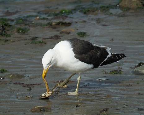 An adult Kelp Gull (Larus dominicanus) devours a large mussel on a beach in Patagonia, after dropping on to rocks from a height to crack open the shell.