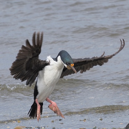 An Imperial Cormorant (Phalacrocorax atriceps) comes in to land on a beach in the town of Punta Arenas, in Chilean Patagonia.