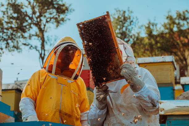 istock Beekeepers checking honey on the beehive frame in the field. Small business owners on apiary. Natural healthy food produceris working with bees and beehives on the apiary. 1477578382