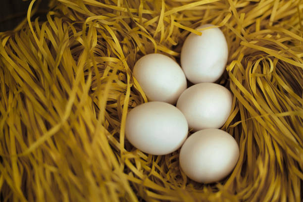 Wicker basket with farm natural white eggs. High quality photo