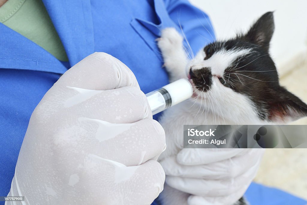 Kitten Heel-care - Lizenzfrei Domestizierte Tiere Stock-Foto