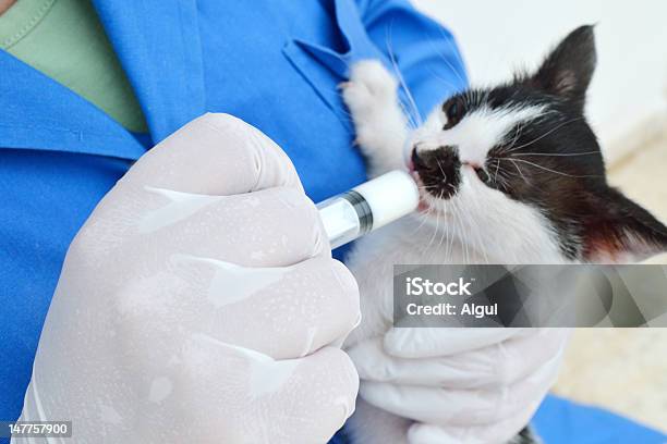 Kitten Heelcare Stockfoto und mehr Bilder von Domestizierte Tiere - Domestizierte Tiere, Einzelnes Tier, Essen - Mund benutzen