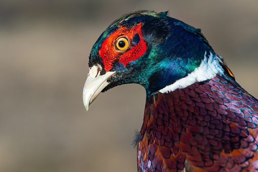 Head male colorful Common Pheasant Scientific name Phasianus colchicus, in the wild. Close up. Colorful head bird wild nature.