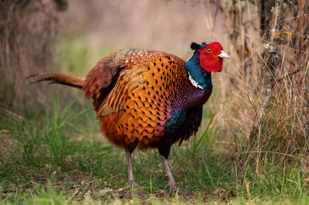 istock Ringneck Pheasant, Phasianus colchicus in the habitat 1477579631