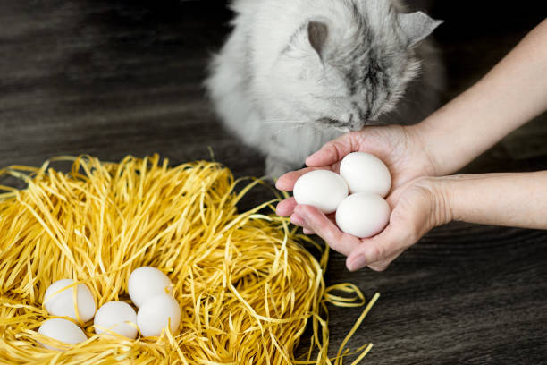 istock gray fluffy cat sniffs his hands. in female hands there are several white fresh chicken eggs against the background of a decorative nest with eggs. household. protein. diet. healthy lifestyle 1477579791