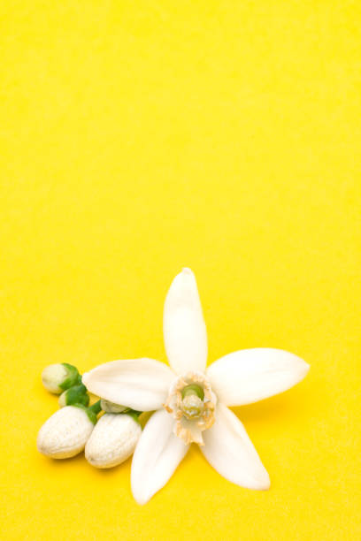 Citrus tree blossom on yellow background