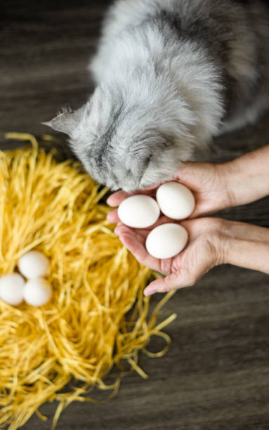 istock gray fluffy cat sniffs his hands. in female hands there are several white fresh chicken eggs against the background of a decorative nest with eggs. household. protein. diet. healthy lifestyle 1477579833
