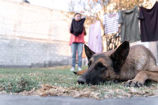 A one-eyed dog is laying on the grass while his owner is hanging up clothes in the background. Concept of blind pet