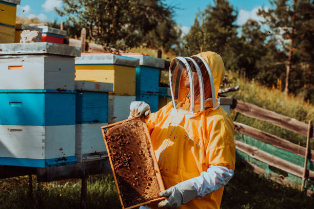 istock Beekeeper checking honey on the beehive frame in the field. Small business owner on apiary. Natural healthy food produceris working with bees and beehives on the apiary. 1477580540
