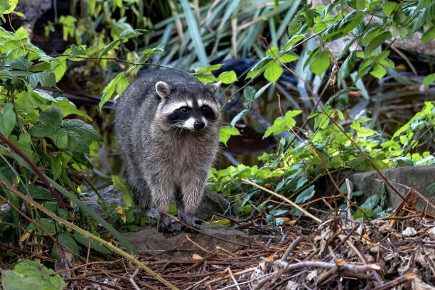 istock Wild Raccoon in the Nature Park 1477580592