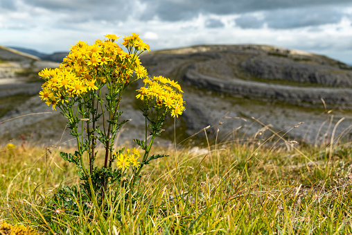 Yellow blooming flower in front of Slieve Rua hill, The Burren National Park, County Clare, Ireland