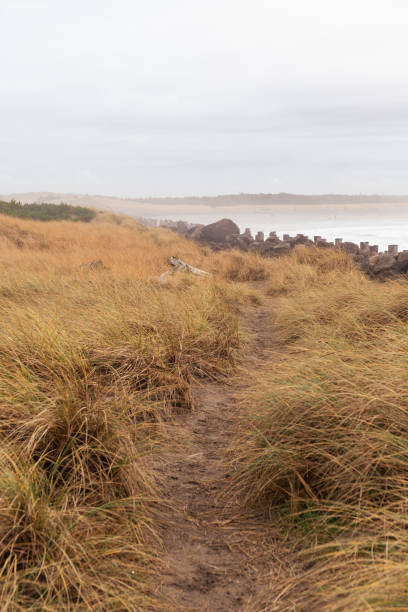 istock Footpath Through Beach Dunes to Pacific Ocean Coast 1477581869