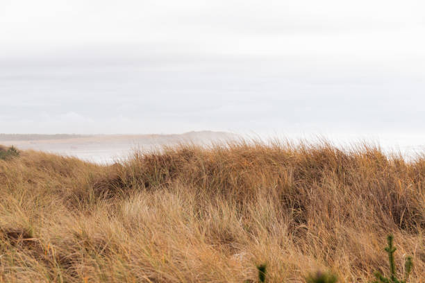 Beach Dunes Along Pacific Ocean Coast on Cloudy Day
