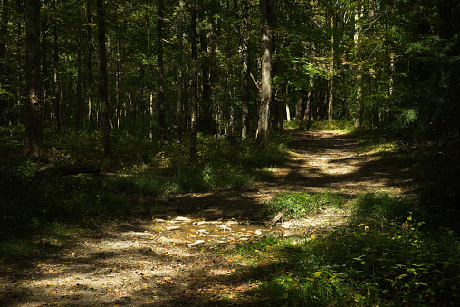 A sun-dappled path winds through a dark woods in early autumn.
