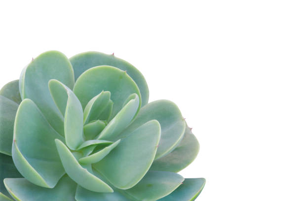 istock Echeveria Succulent Plant Isolated on White Background with Clipping Path 1477582207