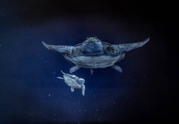 istock Aquarium life 1477582458