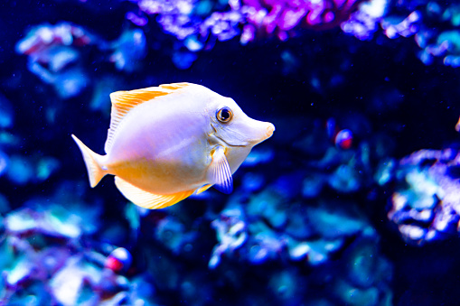 Safe, cozy, and well-fed environment for this tropical fish in an aquarium. Have you ever wondered about the real ocean?