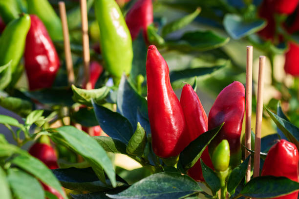 istock Bell Peppers also know as paprika 1477582568