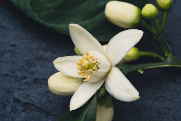 istock Citrus tree blossom on wooden background 1477582992