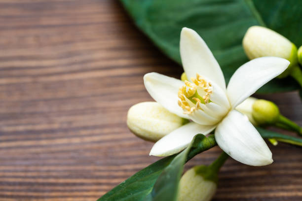 istock Citrus tree blossom on wooden background 1477582996