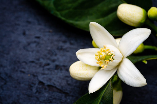 Citrus tree blossom on wooden background
