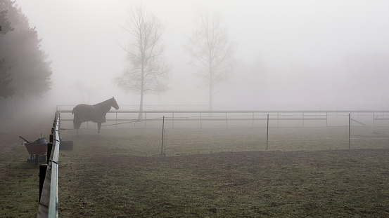 Pedigree horse with coat eating grass, surrounded by foggy autumn trees and nature