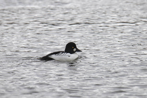 istock Common Goldeneye (male) (bucephala clangula) swimming in the ocean 1477583069