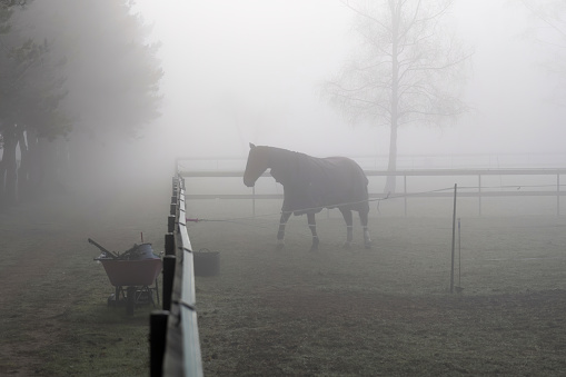 Horse in paddock on a cold misty morning