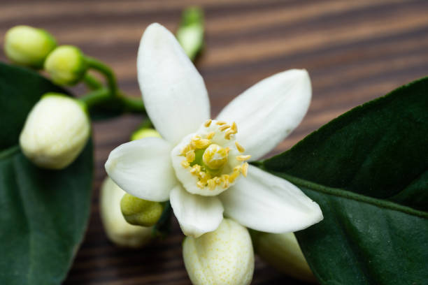 istock Citrus tree blossom on wooden background 1477583811