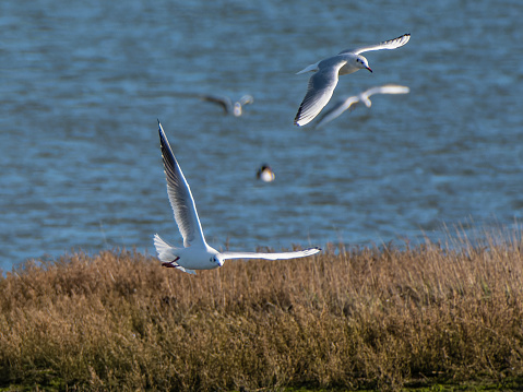 Gulls in flight over marsh reeds