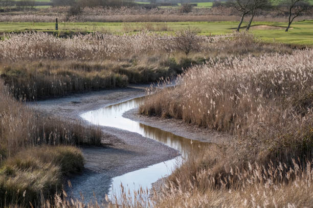 Nearly dry marsh stream stock photo