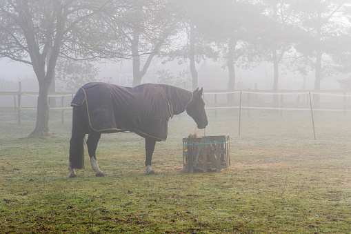 Horse, field, fog