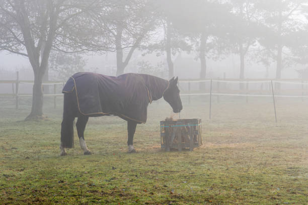 Horse grazing hay on a cold foggy morning stock photo