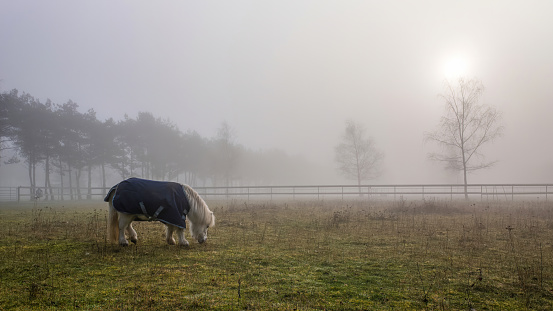 Pony grazing on a misty morning