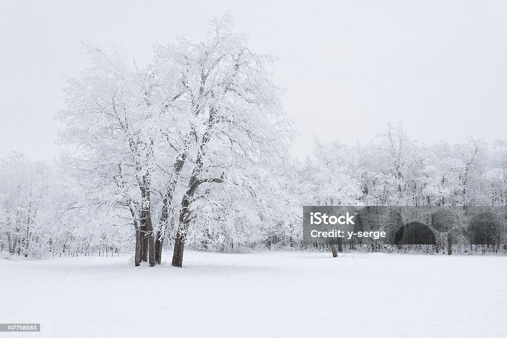 Winter Forest View of Trees Covered by Snow Beauty Stock Photo
