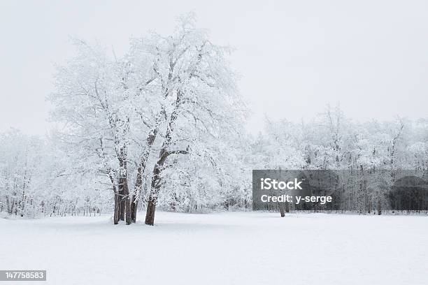 Winter Forest Stock Photo - Download Image Now - Beauty, Beauty In Nature, Clear Sky