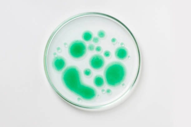 istock Petri dish on a light background. Green drops, bacteria. or viruses. Mold. Laboratory, biochemistry, chemistry, science. Study. 1477585856