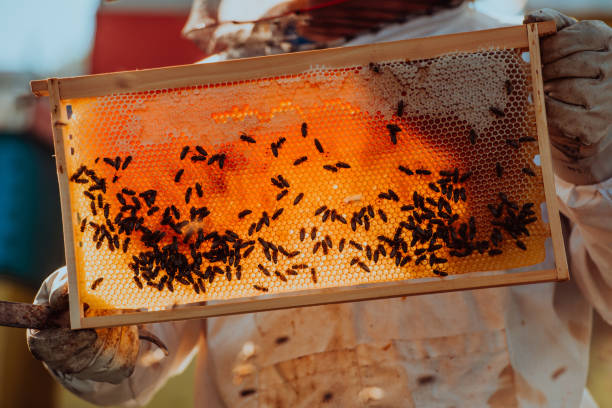 istock Beekeeper checking honey on the beehive frame in the field. Small business owner on apiary. Natural healthy food produceris working with bees and beehives on the apiary. 1477585997