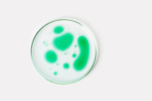 istock Petri dish on a light background. Green drops, bacteria. or viruses. Mold. Laboratory, biochemistry, chemistry, science. Study. 1477586089