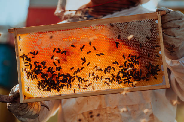 istock Beekeeper checking honey on the beehive frame in the field. Small business owner on apiary. Natural healthy food produceris working with bees and beehives on the apiary. 1477587433