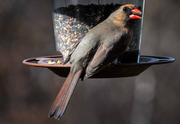 istock Northern Cardinal feeding on the bird feeder 1477587562