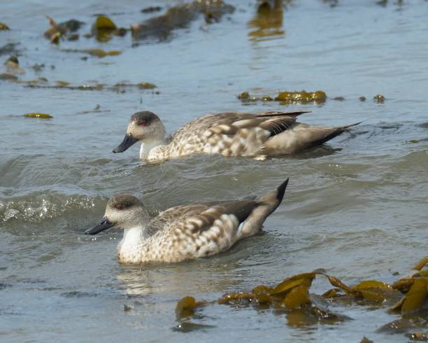 istock Two Crested Ducks ride the waves in southern Chile 1477588042