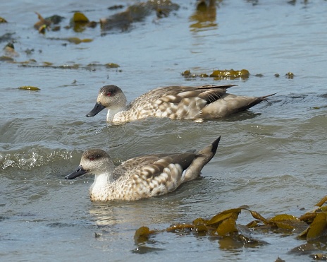 Two Crested Ducks (Lophonetta specularioides) ride the small waves, among the floating kelp seaweed, on the coast on Chile, near the town of Punta Arenas, in Patagonia
