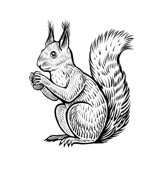 Hand drawn squirrel with the acorn, vector illustration. Black and white vintage sketch of forest animal.