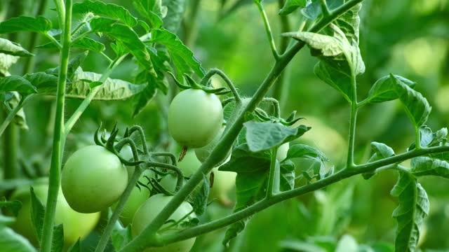 Unripe green tomatoes. Tomato farming. Growing selected tomato in garden. Unripeness bunch of green tomatoes on bush. Food production concept. Organic vegetable production
