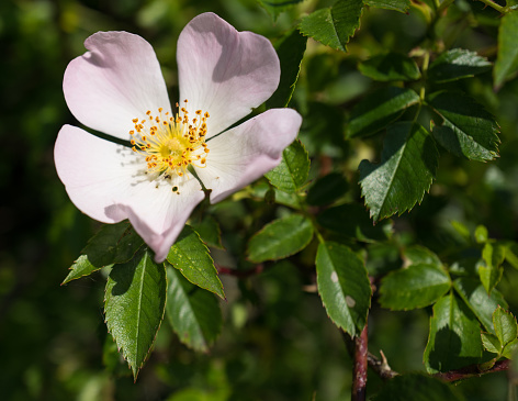 Rosa Canina. commonly known as the Dog Rose. It's a climbing wild rose species native to the UK and Europe.