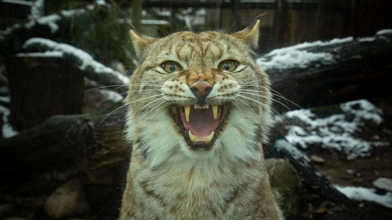 Eurasian lynx (Lynx lynx) is a medium-sized cat native to European and Siberia