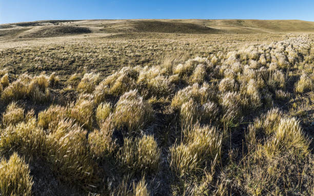 istock Grass in windy Patagonia plains 1477590999
