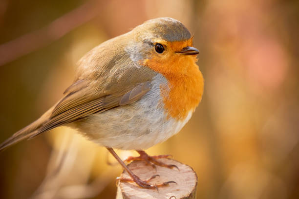 istock European Robin bird sitting on a branch 1477591004
